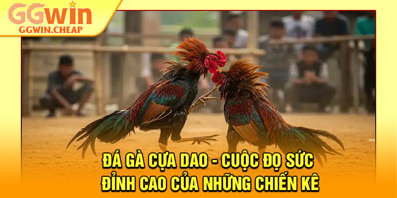 Đá Gà Cựa Dao - Cuộc Đọ Sức Đỉnh Cao Của Những Chiến Kê 1 Đá Gà Cựa Dao - Cuộc Đọ Sức Đỉnh Cao Của Những Chiến Kê
