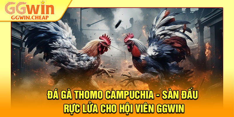 Đá Gà Thomo Campuchia - Sàn Đấu Rực Lửa Cho Hội Viên GGWin 1 Đá Gà Thomo Campuchia - Sàn Đấu Rực Lửa Cho Hội Viên GGWin