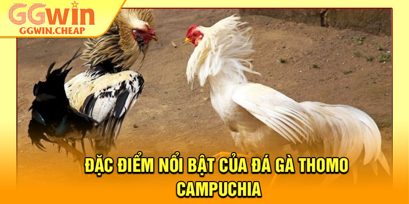 Đá Gà Thomo Campuchia - Sàn Đấu Rực Lửa Cho Hội Viên GGWin 3 Đặc điểm nổi bật của đá gà Thomo Campuchia