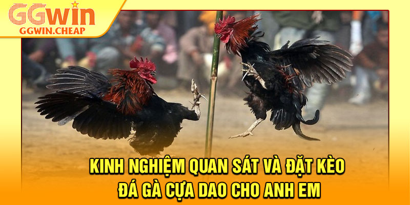 Đá Gà Cựa Dao - Cuộc Đọ Sức Đỉnh Cao Của Những Chiến Kê 4 Kinh nghiệm quan sát và đặt kèo đá gà cựa dao cho anh em