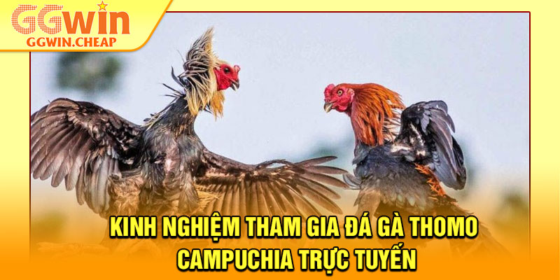 Đá Gà Thomo Campuchia - Sàn Đấu Rực Lửa Cho Hội Viên GGWin 4 Kinh nghiệm tham gia đá gà Thomo Campuchia trực tuyến