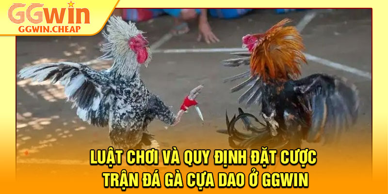 Đá Gà Cựa Dao - Cuộc Đọ Sức Đỉnh Cao Của Những Chiến Kê 3 Luật chơi và quy định đặt cược trận đá gà cựa dao ở GGWin
