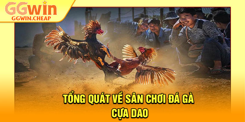 Đá Gà Cựa Dao - Cuộc Đọ Sức Đỉnh Cao Của Những Chiến Kê 2 Tổng quát về sân chơi đá gà cựa dao